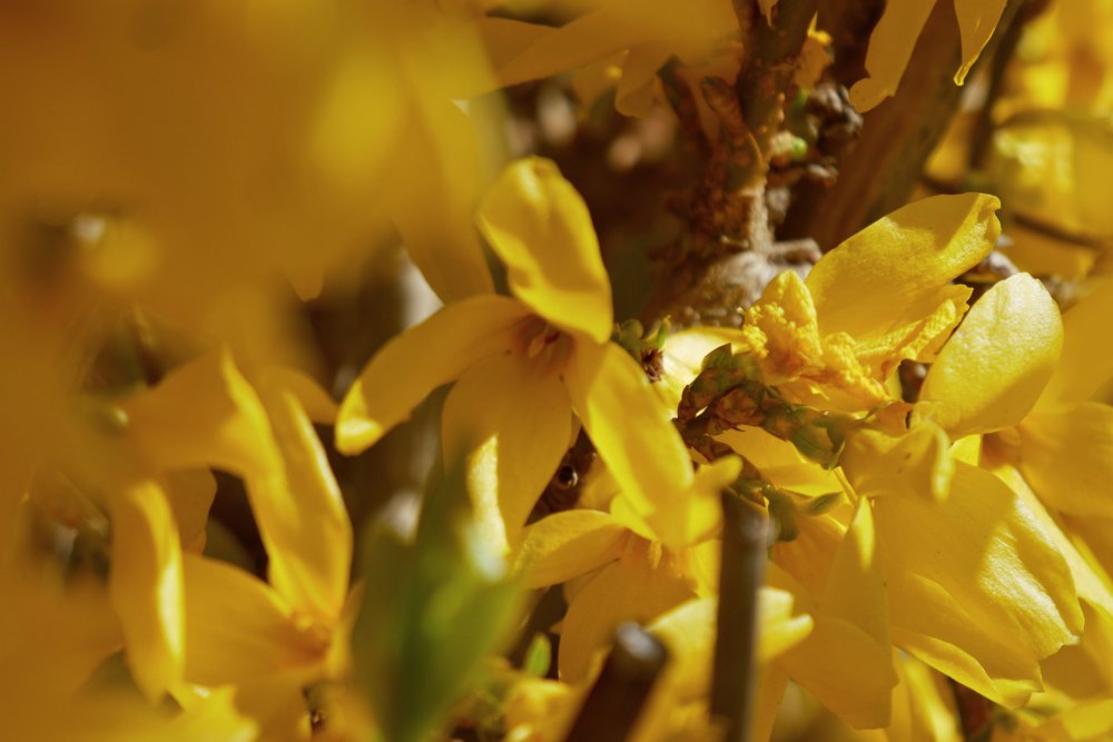 Frühlingsfoto: Leuchtend gelb blühende Forsythie