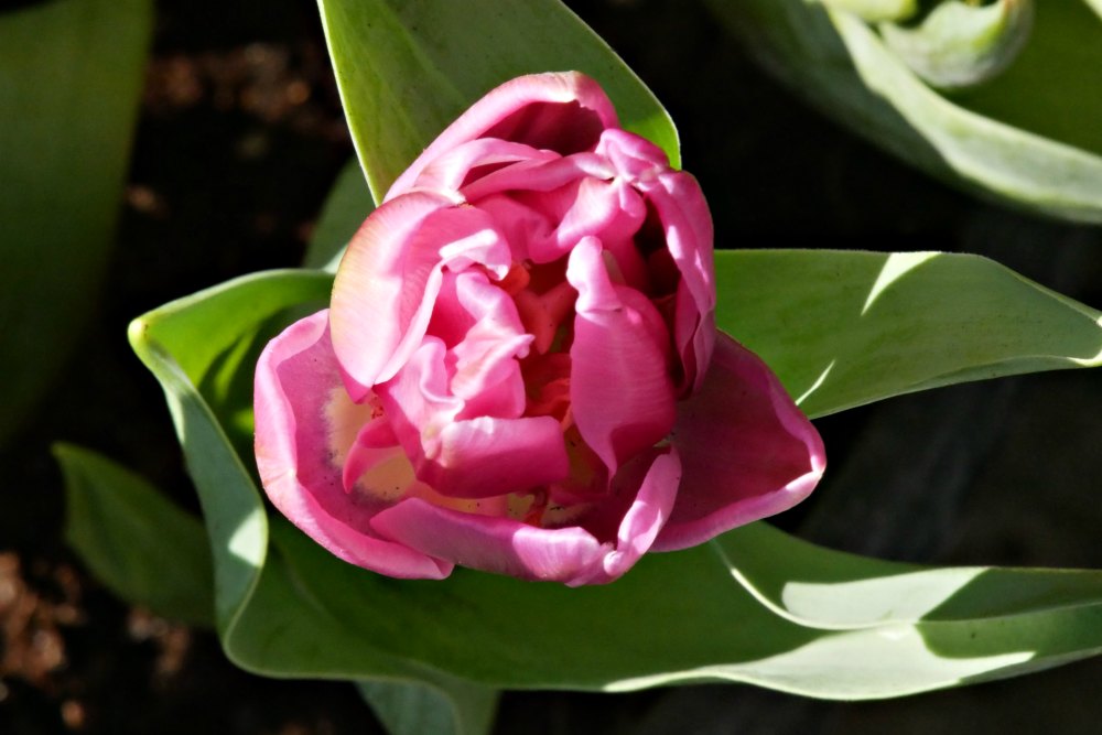 Frühlingsbilder: Bunte Tulpen sorgen für gute Laune auf dem Balkon