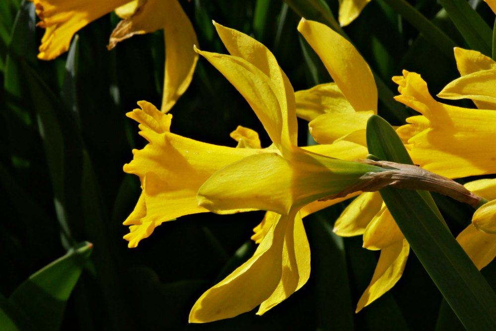 Frühlingsbilder: Gelbe Narzissen - Ostern kommt mit Riesenschritten näher