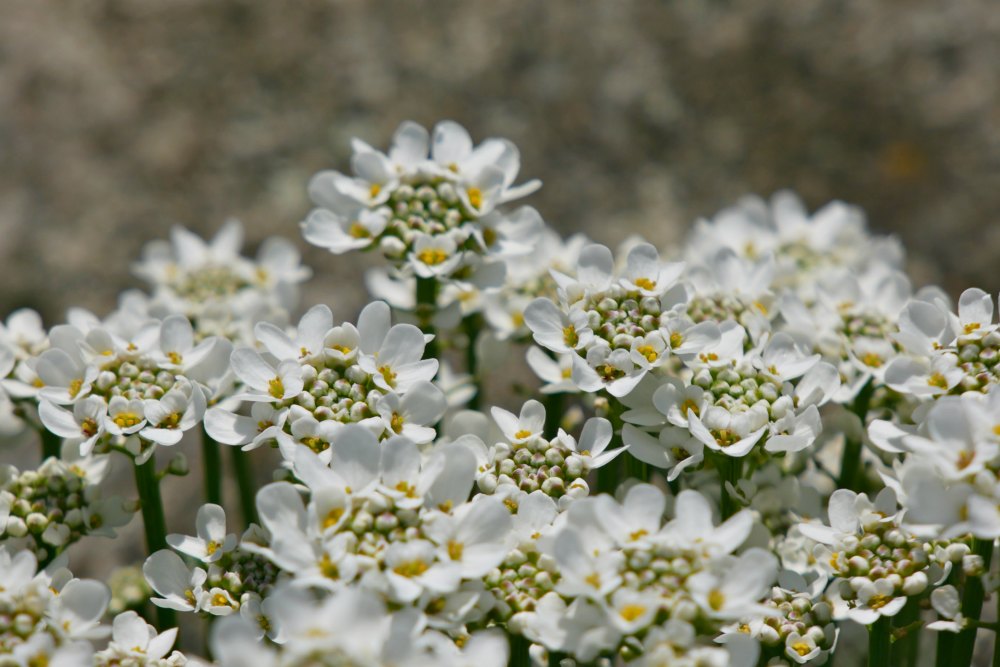 Frühlingsblumen: Steinkraut bildet reich blühende Kissen