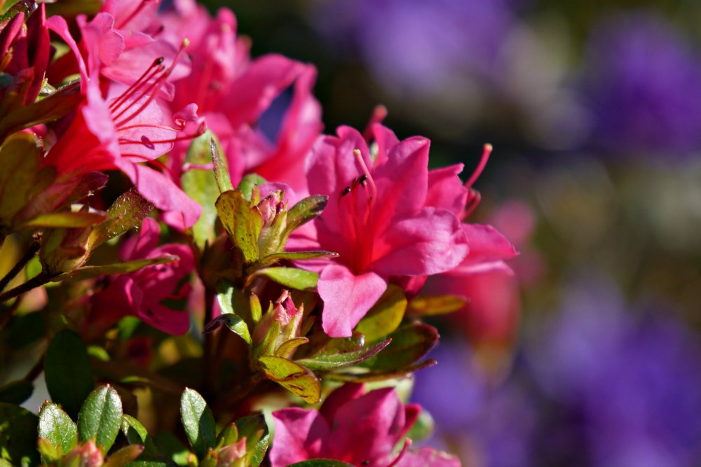 Frühlingsbilder: Azaleen bringen bunte Farbkleckse in den Garten