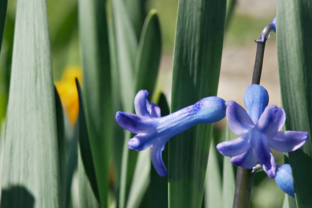 Frühlingsbilder: Blaue Frühlingsblumen