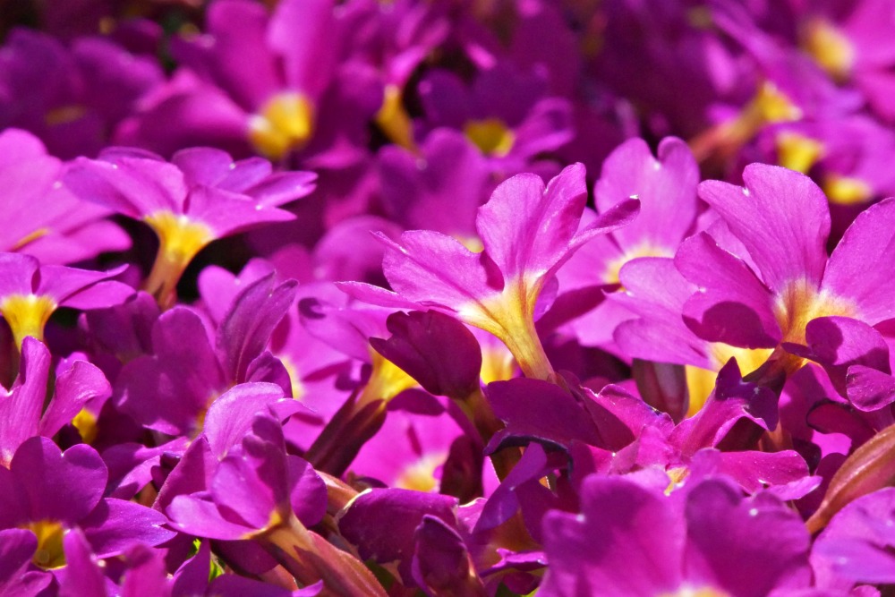 Frühlingsbilder: Farbwunder Kissenprimeln / Teppichprimeln