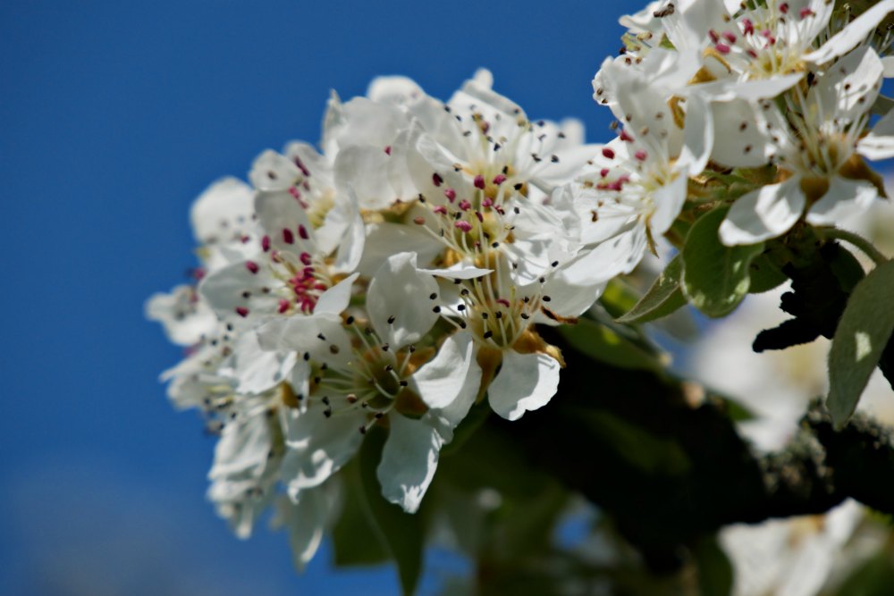 Frühlingsbilder: Obstbäume blühen um die Wette