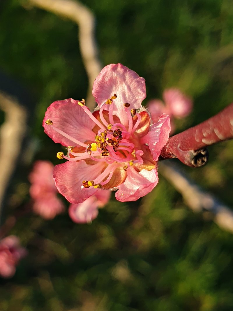 Frühlingsfoto: Pfirsichblüte in zartrosa