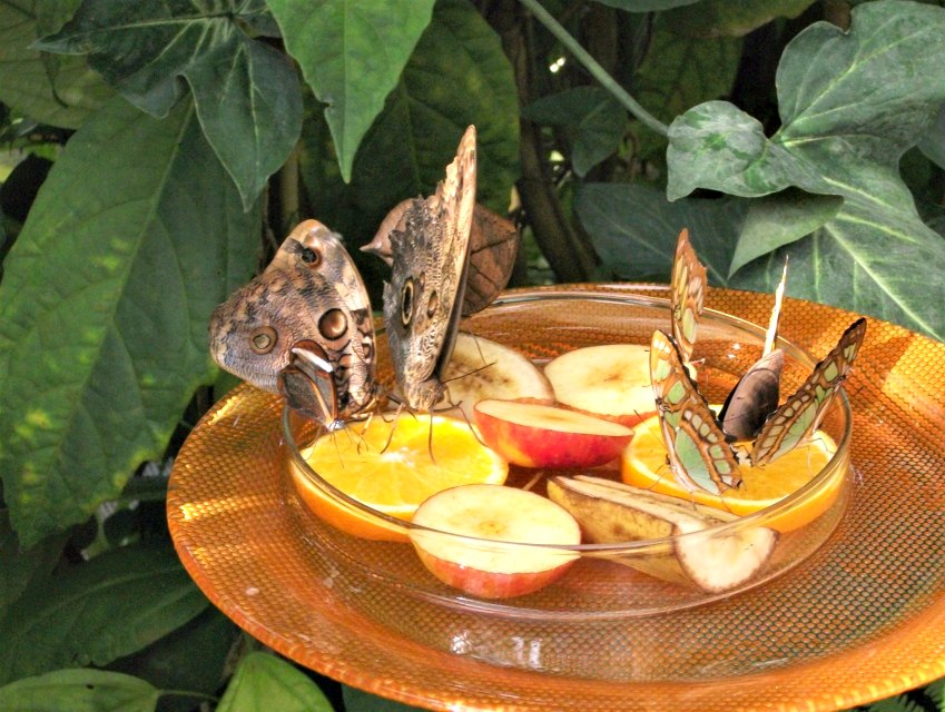 Schmetterlingshaus auf der Insel Mainau | Bild: Die bunte Christine