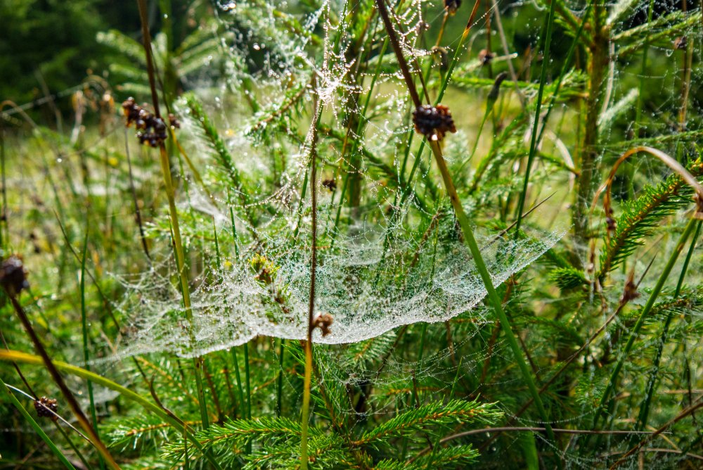 Morgentau fängt sich im Spinnennetz