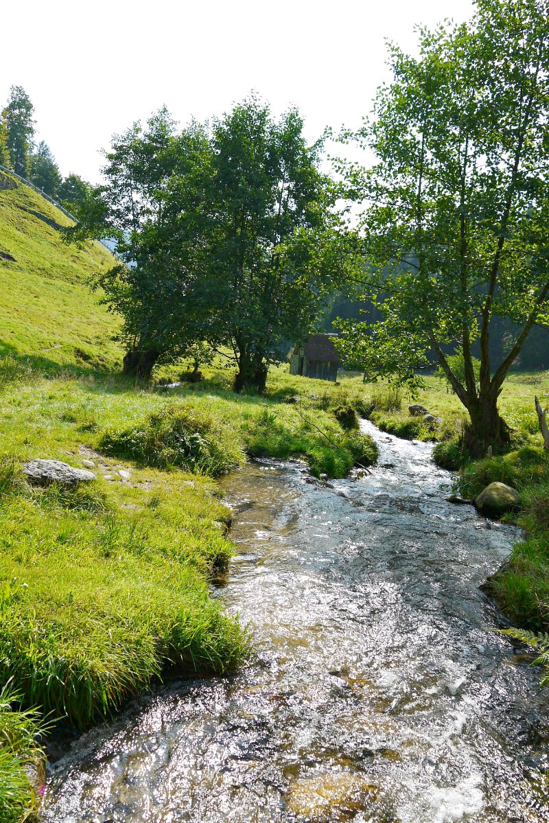 Schwarzwaldidylle am Sersbach: Wanderung im Nordschwarzwald