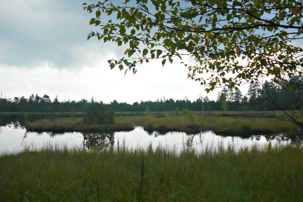 Mystischer Wildsee im Naturschutzgebiet Kaltenbronn im Nordschwarzwald