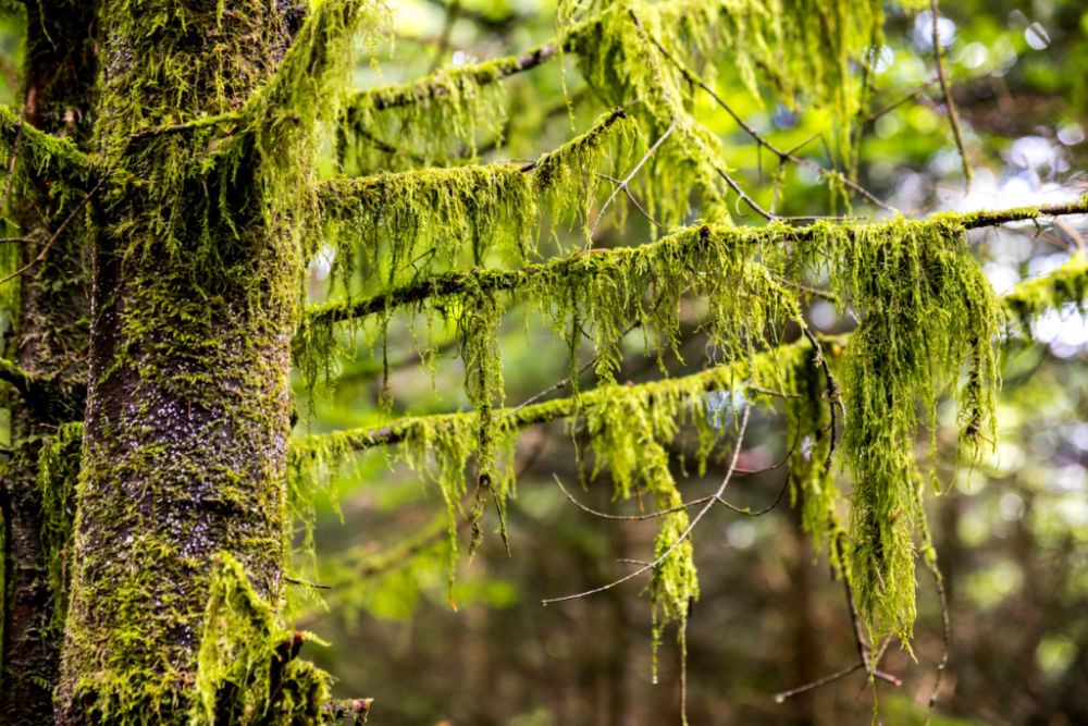 Weil es im wilden Wald bei der Bühler Höhe oft neblig ist, wächst Moos an den Ästen; Bildnachweis: TMBW / Gregor Lengler