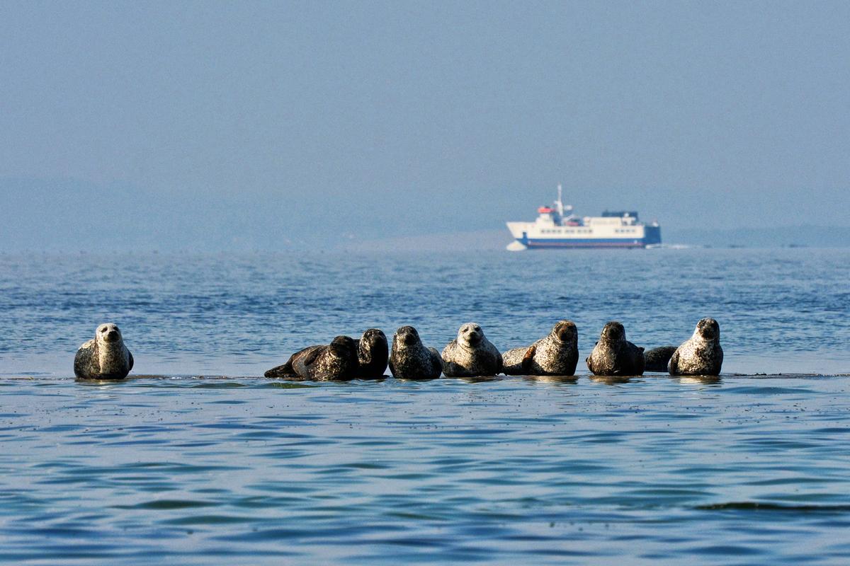 Seehunde auf der Insel Endelave in Dänemark | Foto: Leif Richter