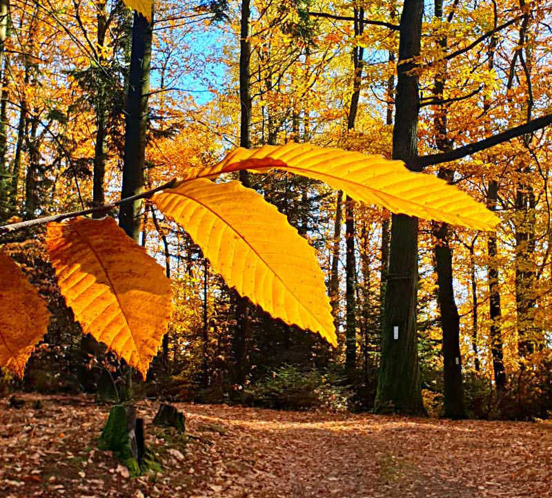 Herbstliche Stimmung: Die Blätter leuchten in Gelb- und Orangetönen