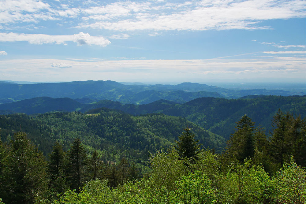 Blick von der Aussichtsplattform Steinmäuerle über den Schwarzwald