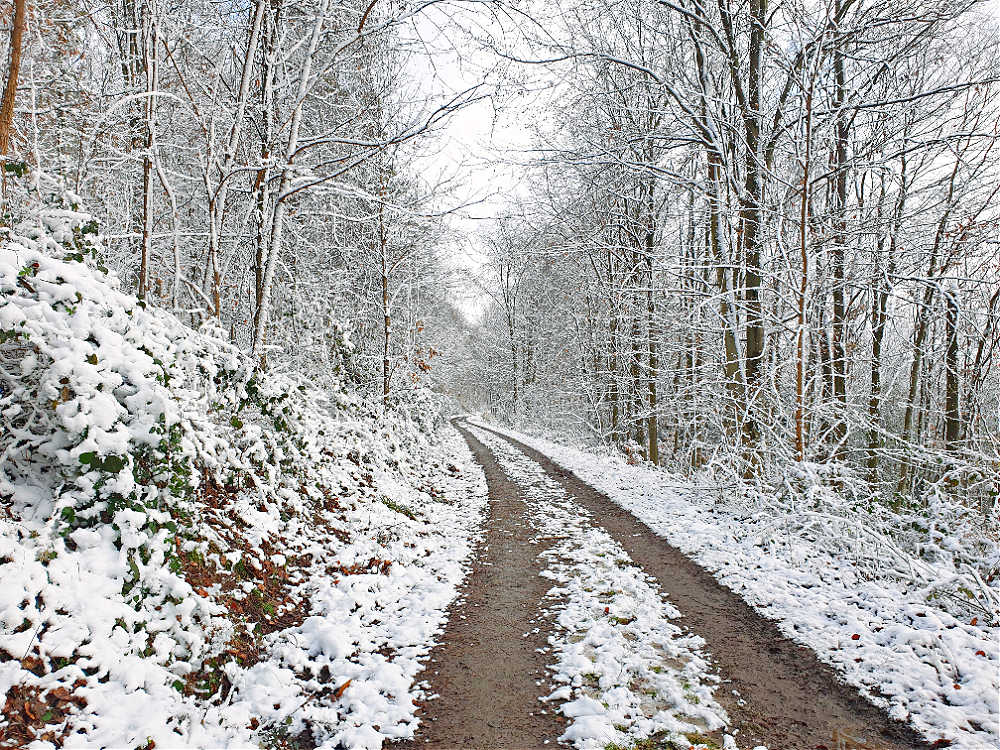 Wanderung auf verschneiten Waldwege im Ettlinger Stadtwald