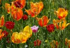 Blühende Gartenwelten - Mainau Tulpenwiese; Bildnachweis: TMBW / Achim Mende