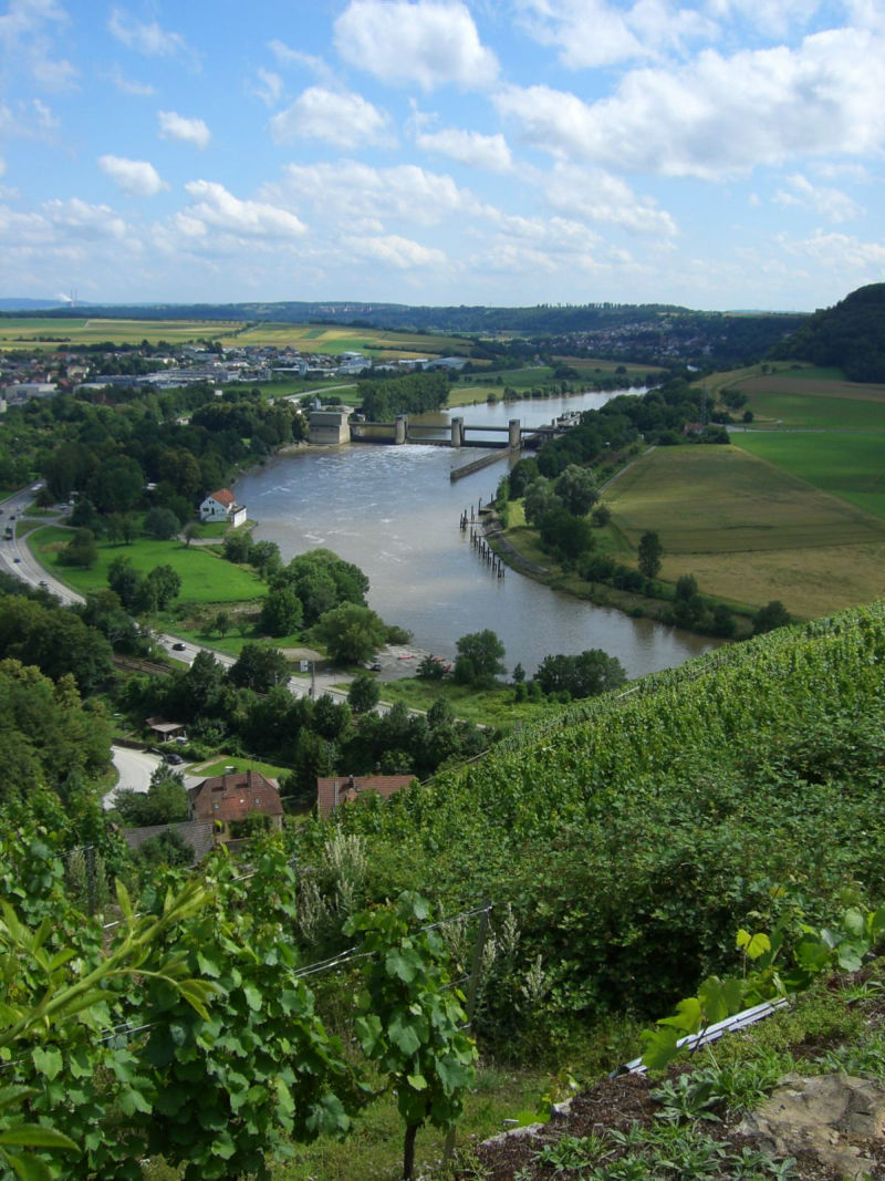 Weinberge in Gundelsheim am Neckar