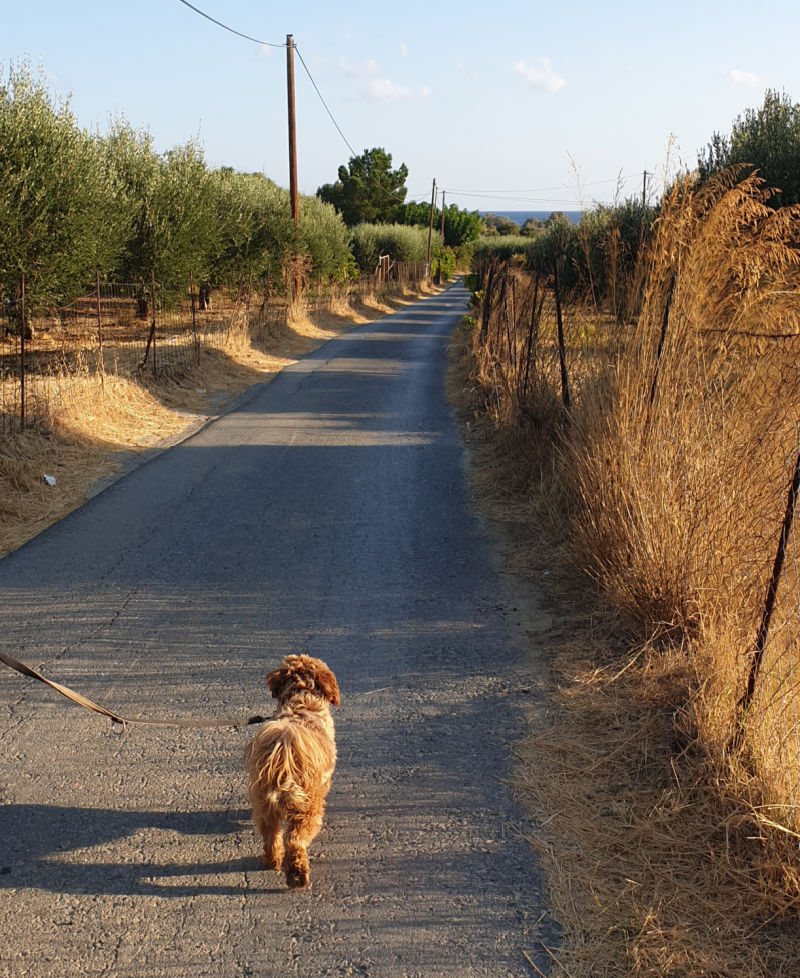 Kreta Urlaub mit Hund
