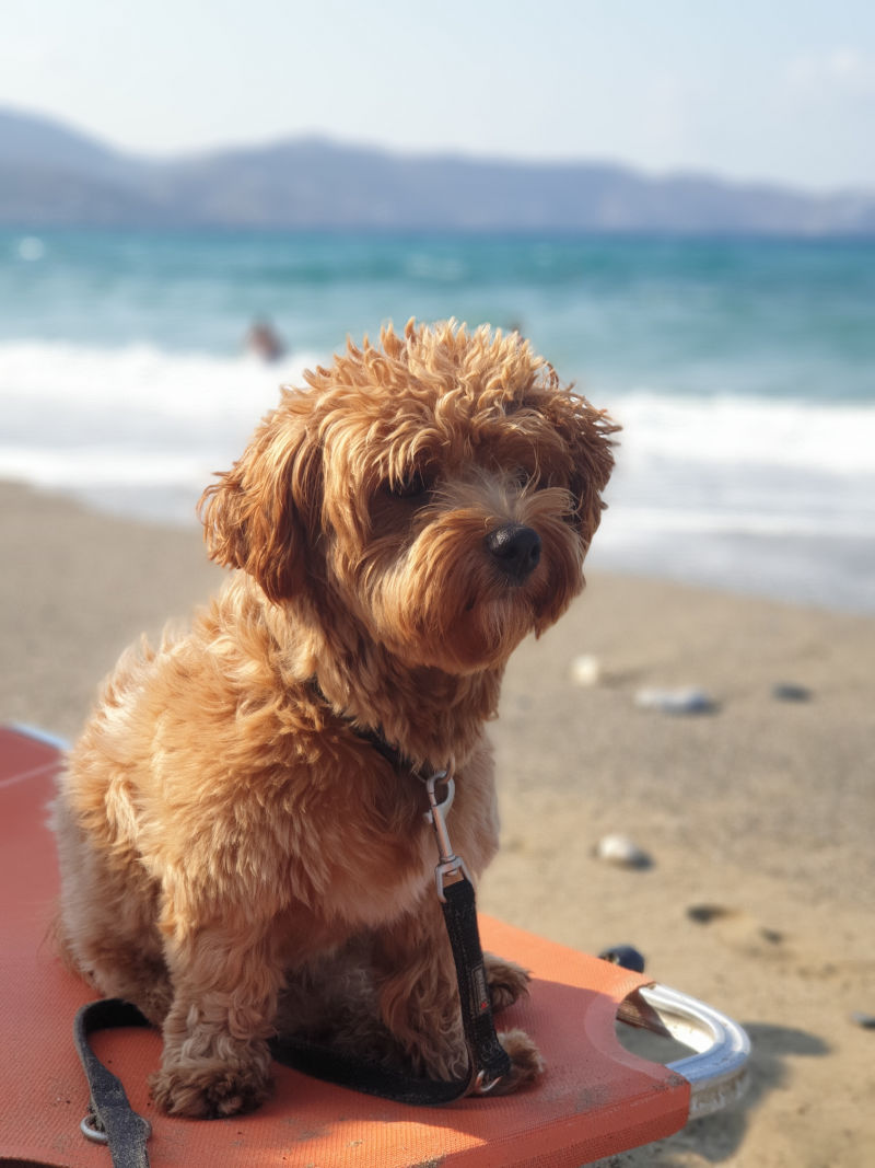Kreta-Strandurlaub mit Hund