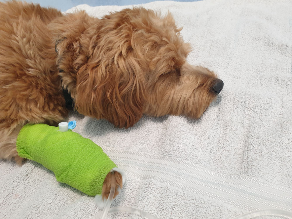 Hundeelend: Tommy in der Tierklinik