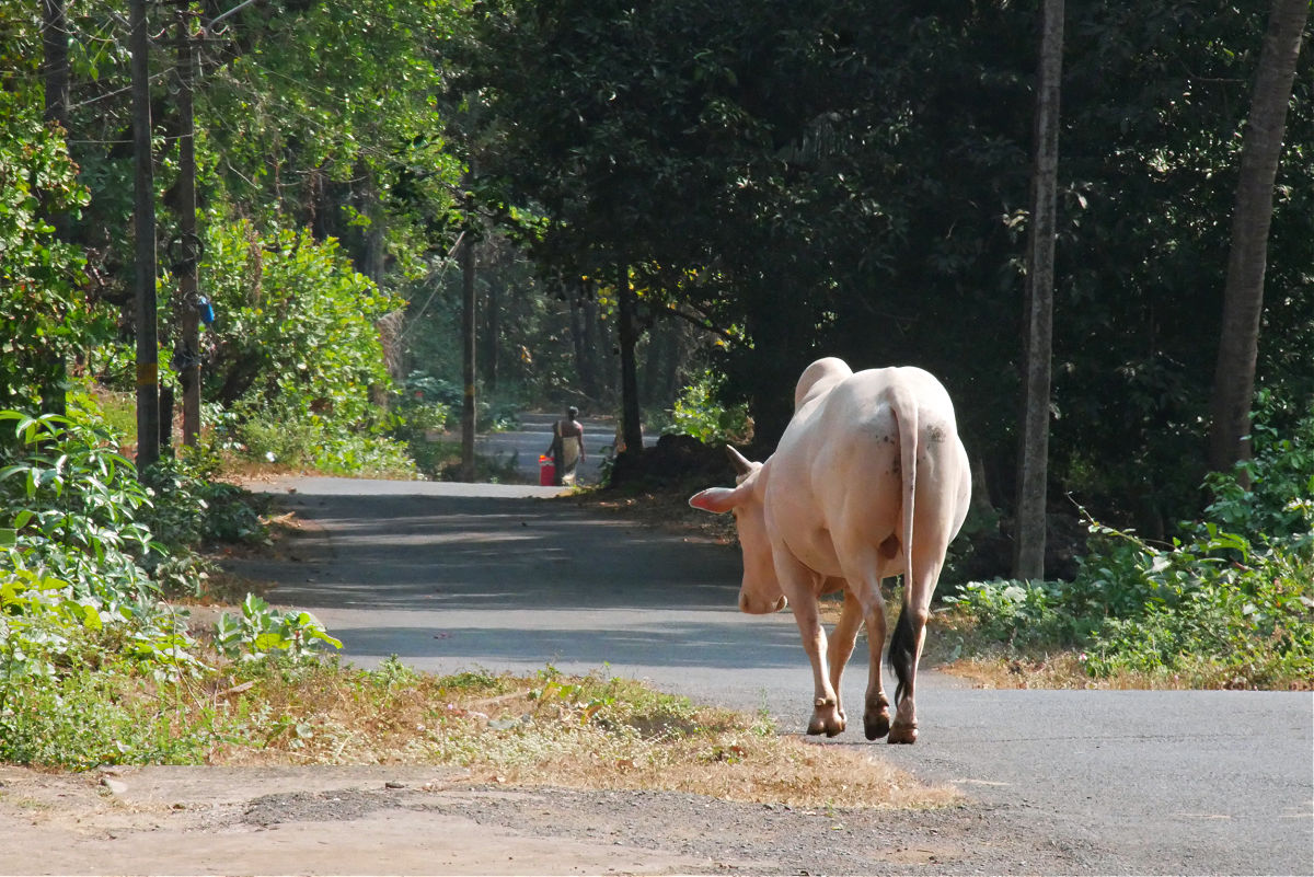 Indien und seine allgegenwärtigen Kühe