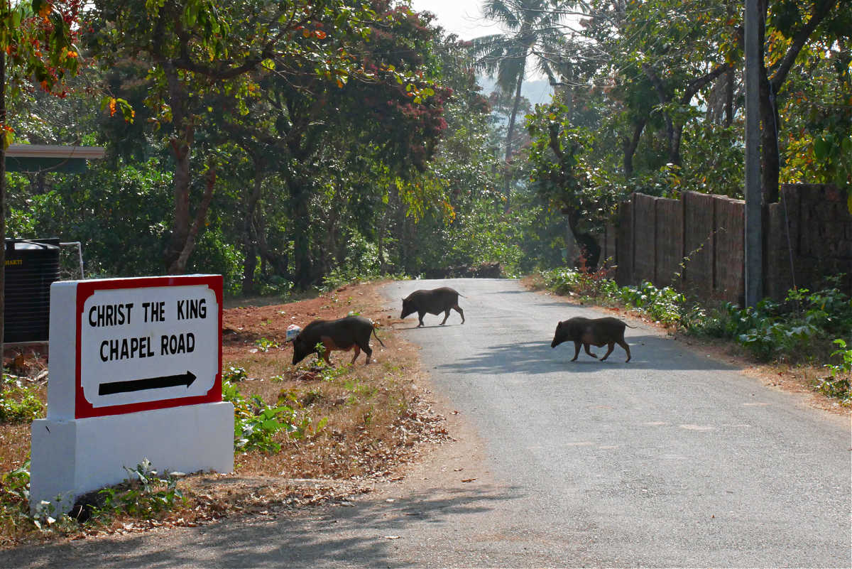 Agonda in Indien: Schweine unterwegs auf der Straße