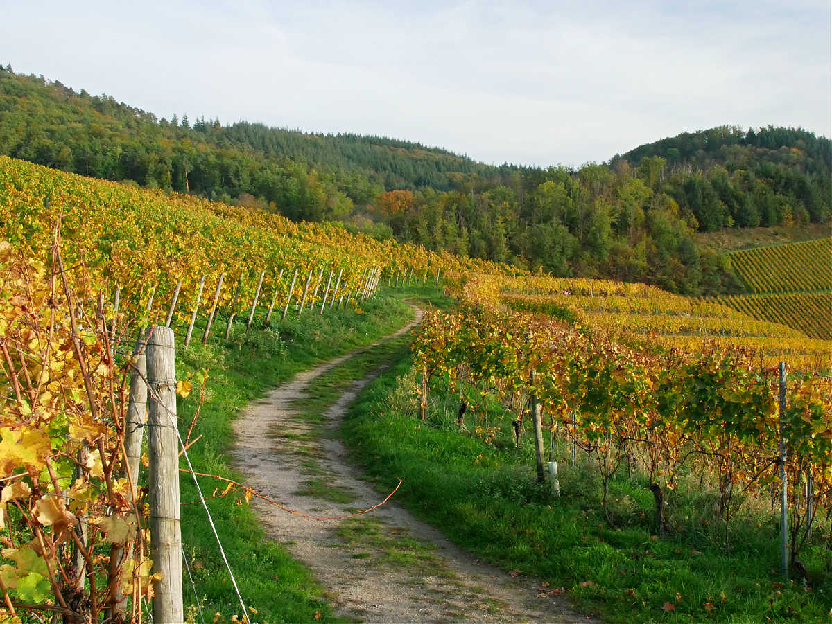 Durbach: Wandern inmitten von Weinbergen