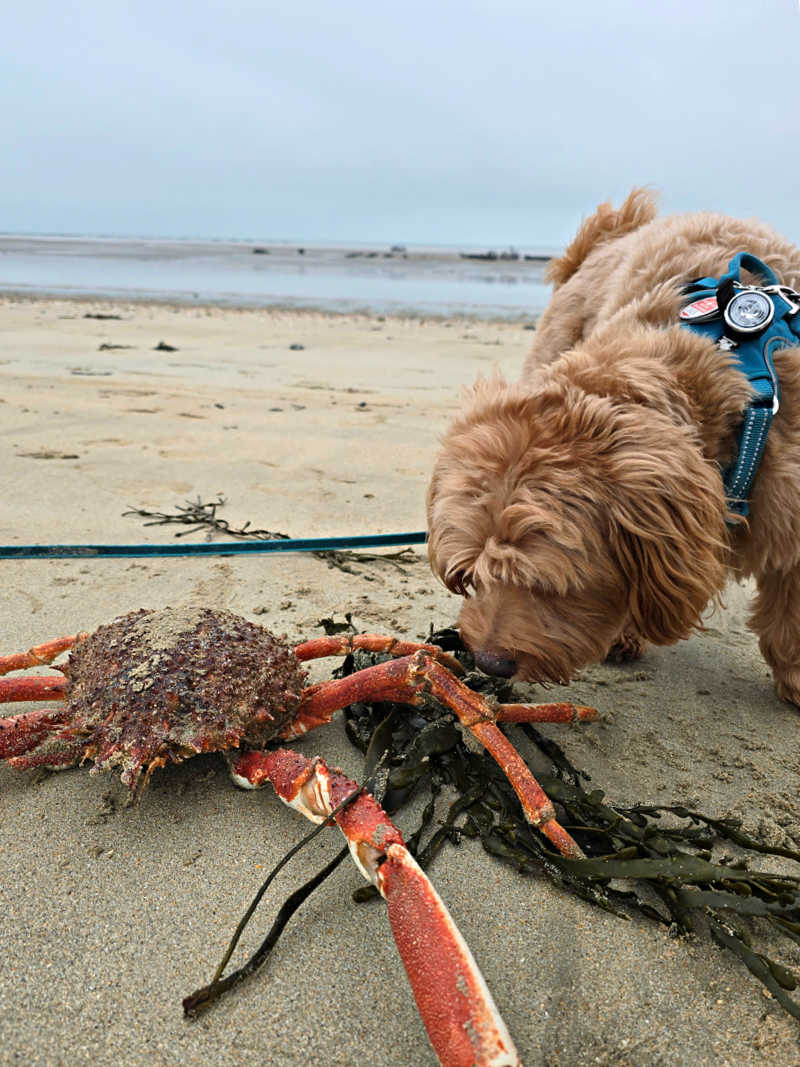 Angespülte Seespinne am Strand von Hauteville-sur-Mer