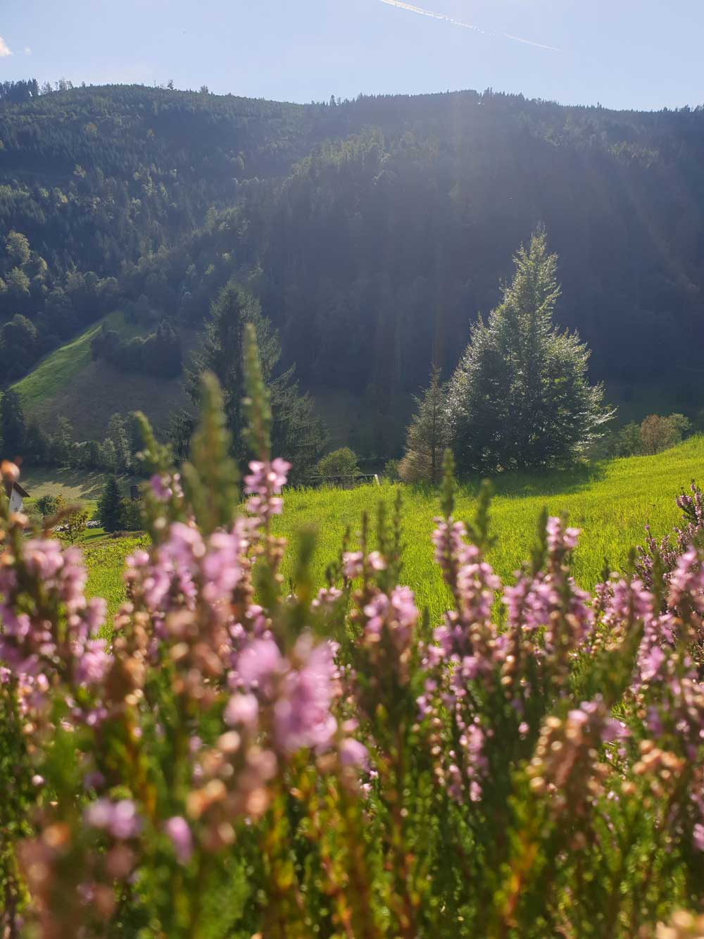Heideblüte im Tonbachtal Baiersbronn